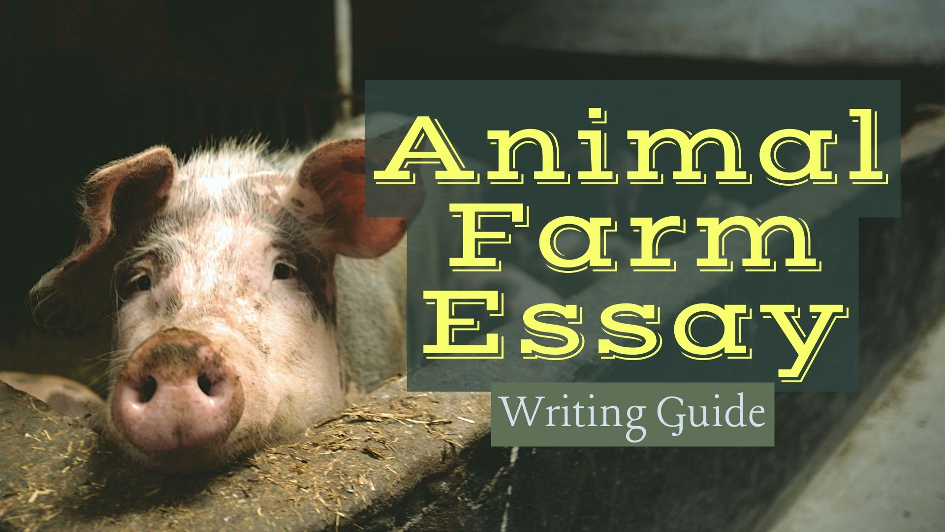 Your Guide To Animal Farm Essay Writing: Tips From Experts